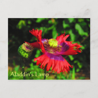 Aladdin's Lamp Postcard