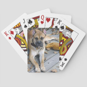 alano espanol laying poker cards