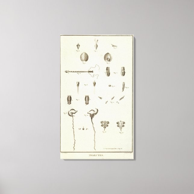 Alaska 5 canvas print (Front)