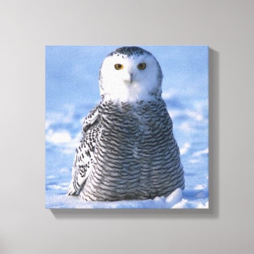 Alaska Arctic Snowy Owl Photo Designed Canvas Print