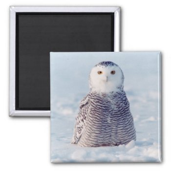 Alaska Arctic Snowy Owl Winter Scene Magnet by ScrdBlueCollectibles at Zazzle