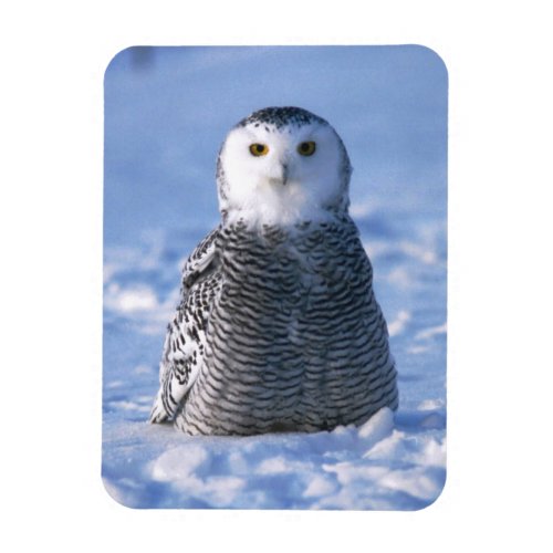 Alaska Arctic Winter Snowy Owl Designed Magnet