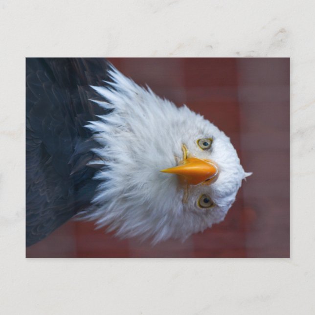 Alaska Bald Eagle, Looking very serious Postcard (Front)