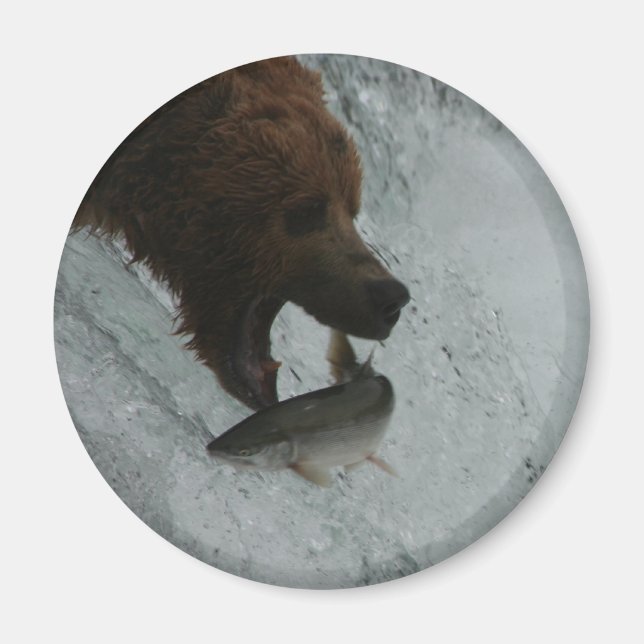 Alaska Bear catching salmon Magnet (Front)