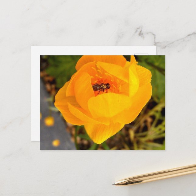 Alaska Beauties Postcard (Front/Back In Situ)