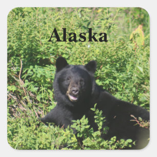 Alaska - Black Bear in Berry Bushes Square Sticker