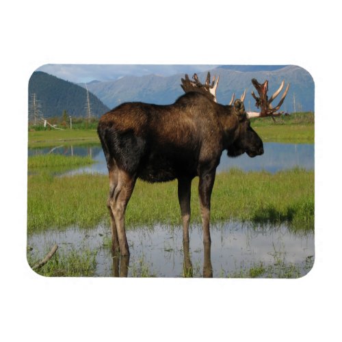 Alaska Bull Moose Antlers Marsh Photo Designed Magnet