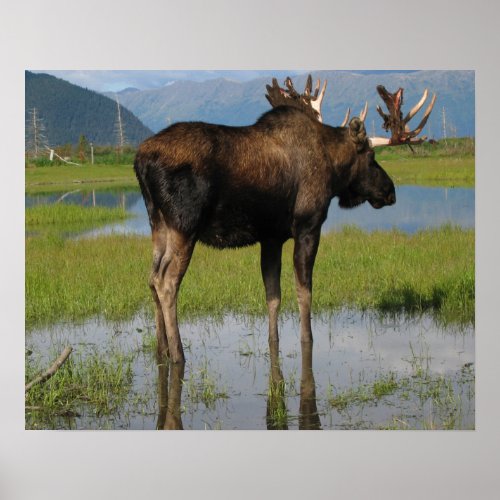 Alaska Bull Moose Antlers Photo Designed Poster