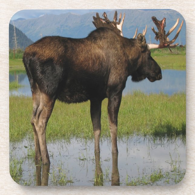 Alaska Bull Moose Marsh Outdoor Scene Photo Beverage Coaster (Front)