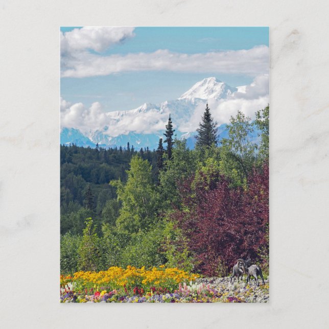 Alaska Denali Landscape Floral Photo Postcard (Front)
