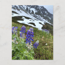 Alaska Glacier Wildflower Mountain Postcard