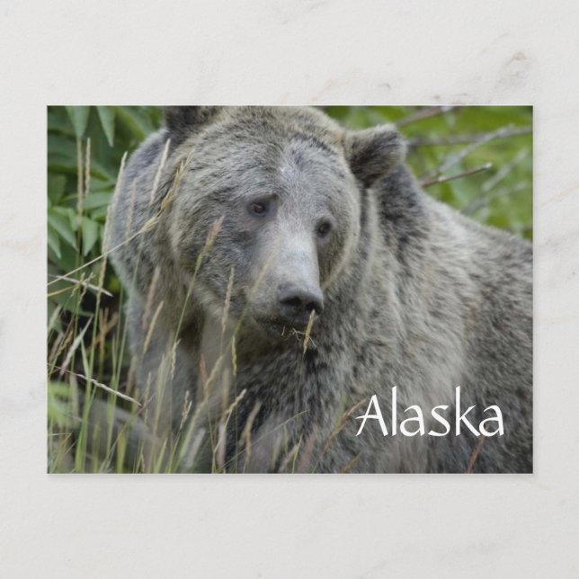 Alaska grizzly bear postcard (Front)