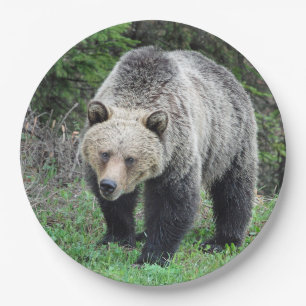 Alaska Grizzly Bear Wildlife Photo Paper Plates