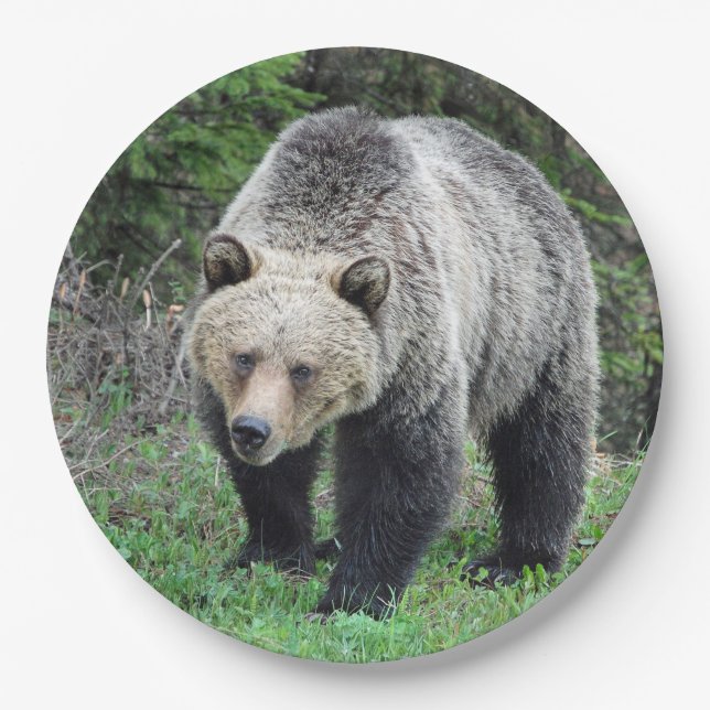 Alaska Grizzly Bear Wildlife Photo Paper Plates (Front)