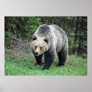 Alaska Grizzly Bear Wildlife Photo Poster