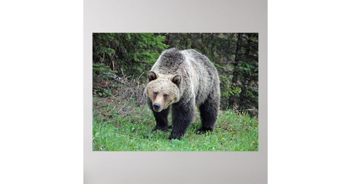 Alaska Grizzly Bear Wildlife Photo Poster | Zazzle