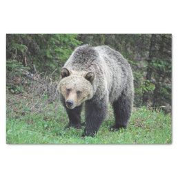 Alaska Grizzly Bear Wildlife Photo Tissue Paper