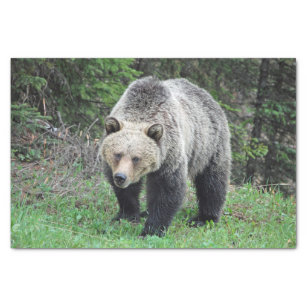 Alaska Grizzly Bear Wildlife Photo Tissue Paper