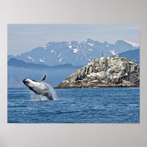 Alaska Humpback Whale Wildlife Photo Poster