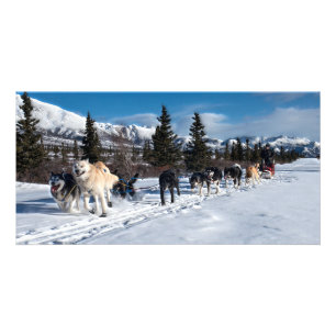 Alaska Husky Dog Sled Race Card