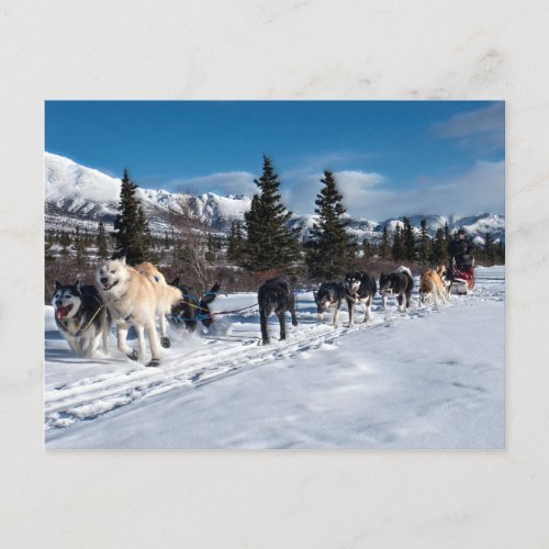 Alaska Husky Dog Sled Race Postcard