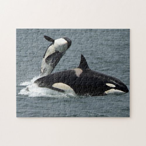 Alaska Killer Whale Orca Photo Jigsaw Puzzle