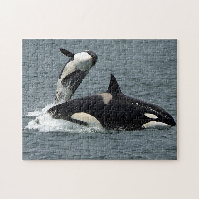 Alaska Killer Whale Orca Photo Jigsaw Puzzle (Horizontal)
