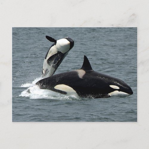 Alaska Killer Whale Photo Postcard