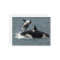 Alaska Killer Whale Photo