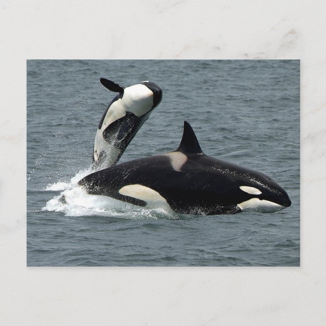 Alaska Killer Whale Photo Postcard (Front)