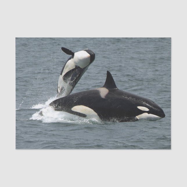 Alaska Killer Whales Photo Tissue Paper (Front)