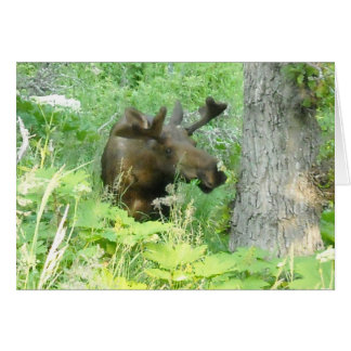 Alaska Moose Cards