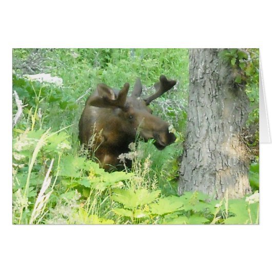 Alaska Moose Cards (Front Horizontal)