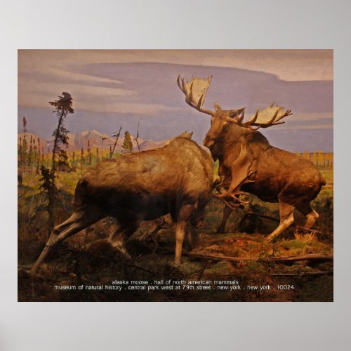 alaska moose poster