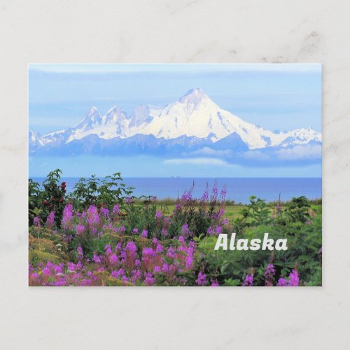 Alaska Mount Iliamna Glacier and Fireweed Flowers Postcard
