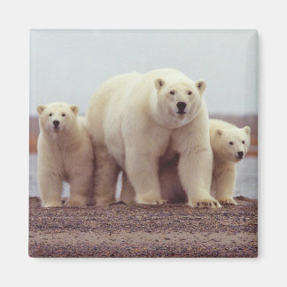 Alaska Polar Bear Magnet