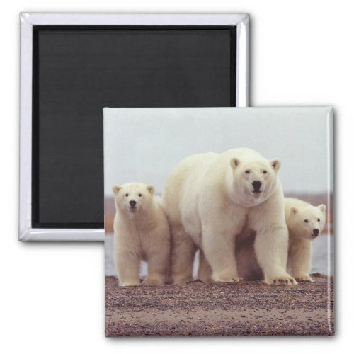 Alaska Polar Bear Magnet