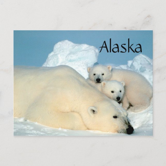 Alaska polar bear with cubs postcard (Front)