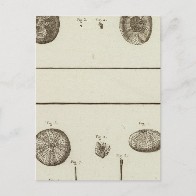 Alaska Postcard (Front)