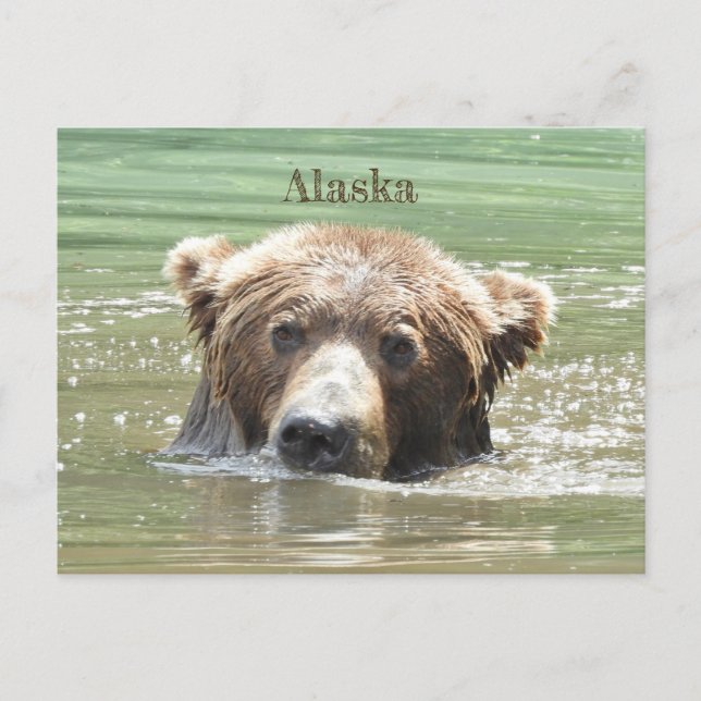 Alaska Postcard of grizzly bear (Front)