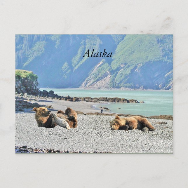 Alaska postcard with grizzly bear cubs (Front)