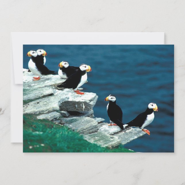 Alaska Puffins Feathered Colorful Birds (Front)