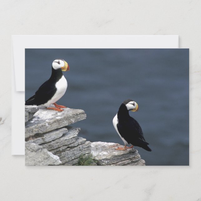 Alaska Puffins Feathered Colorful Birds (Front)