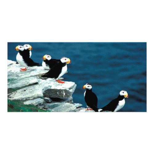 Alaska Puffins Feathered Colorful Birds Card