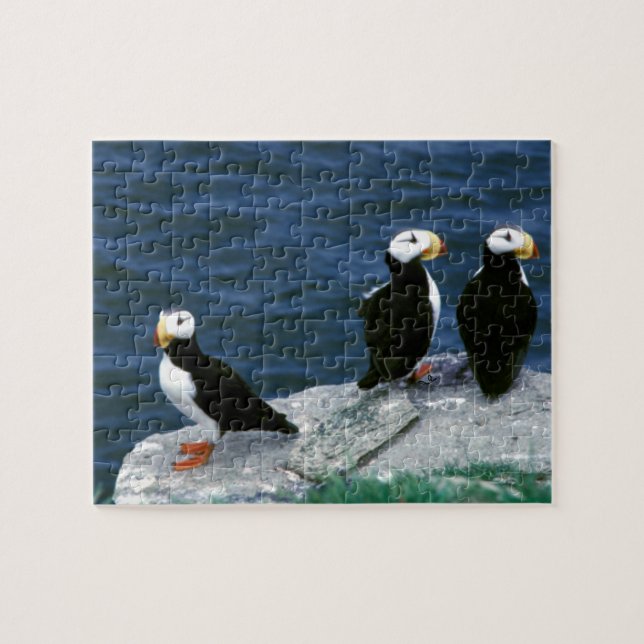 Alaska Puffins Feathered Colorful Birds Jigsaw Puzzle (Horizontal)