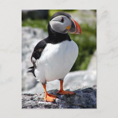 Alaska Puffins Feathered Colorful Birds Postcard