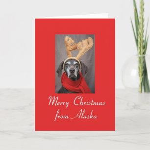 Alaska reindeer pointer merry x-mas holiday card