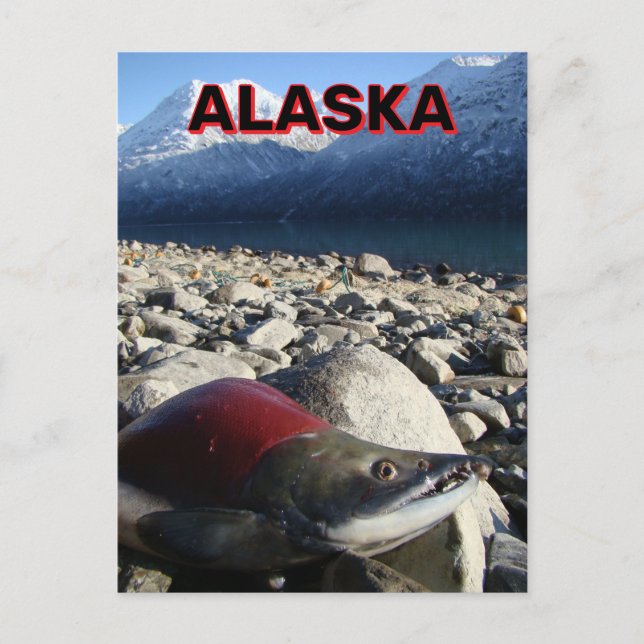 Alaska Sockeye Salmon Postcard (Front)