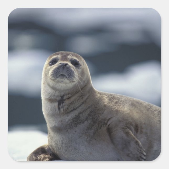 Alaska, southeast region Harbor seal on ice (Front)