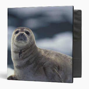 Alaska, southeast region Harbor seal on ice Binder